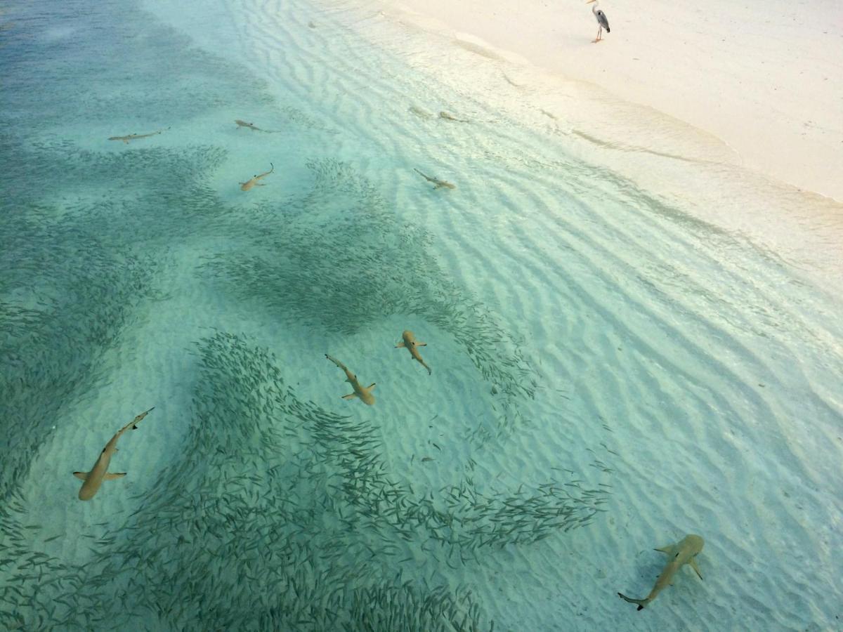 Aquzz Hotel & Spa - Maldives Маафуши Экстерьер фото